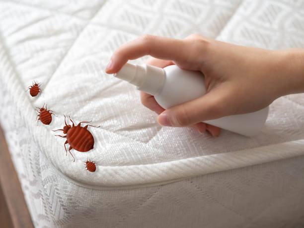 Best Emergency Pest Control  in Meeker, CO